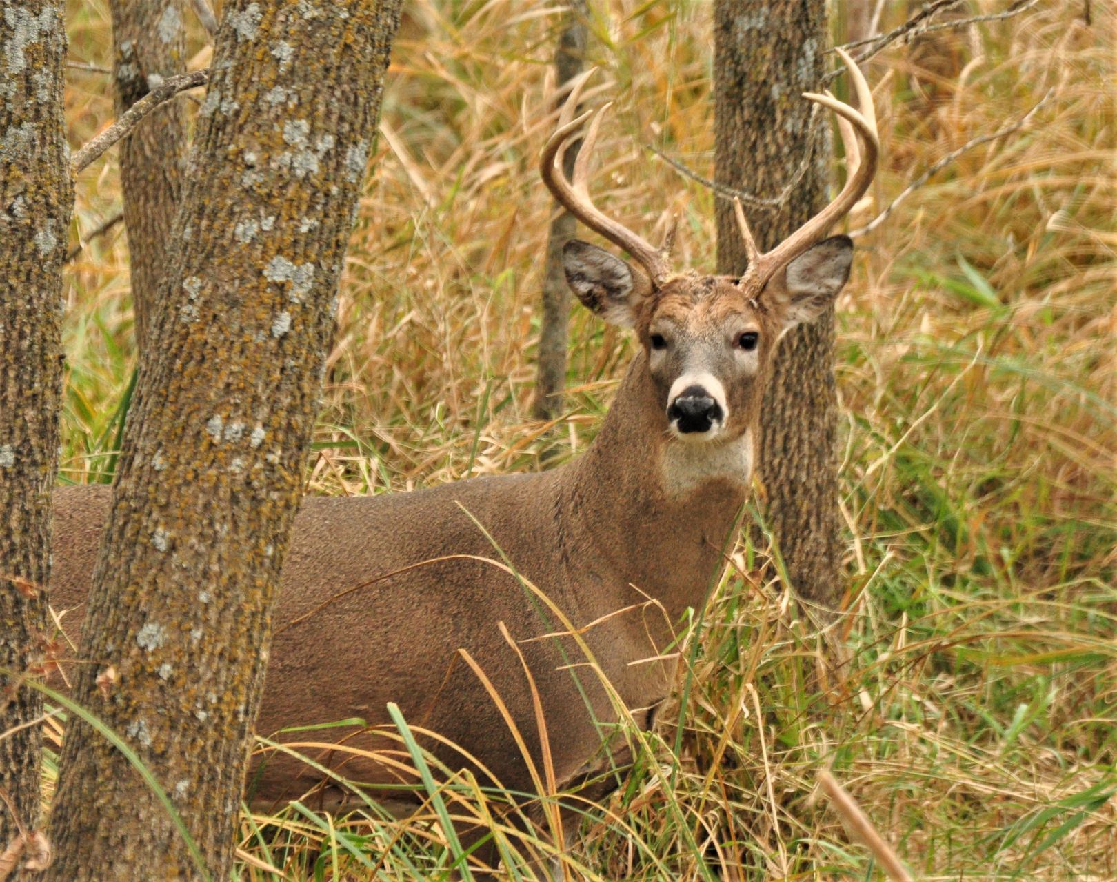 Rambling buck